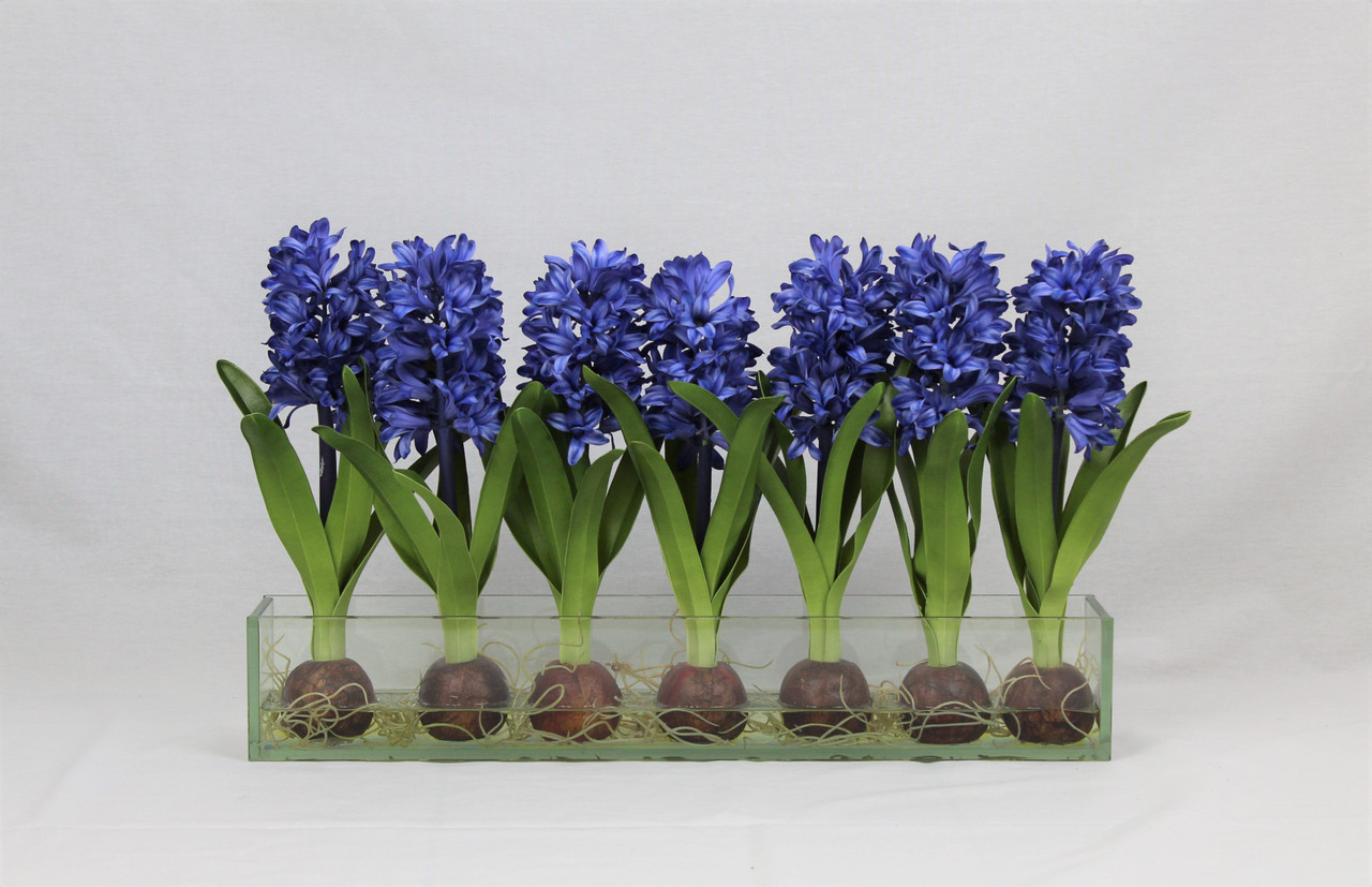 24″ Casa Moderna glass plate planter with blue hyacinths