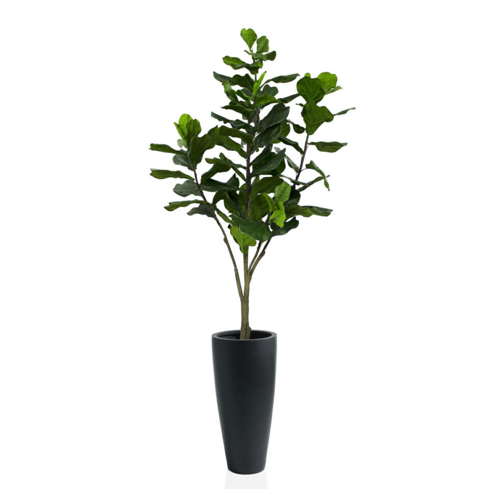 Dax Black Fiberstone Planter with Fiddle Leaf Fig