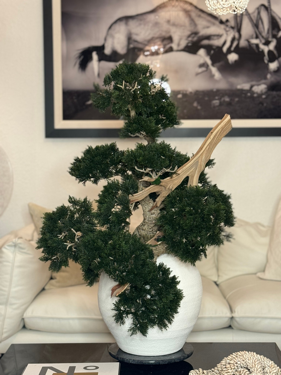 Konos Vase with Semi cascade Bonsai style (Han-kengai)