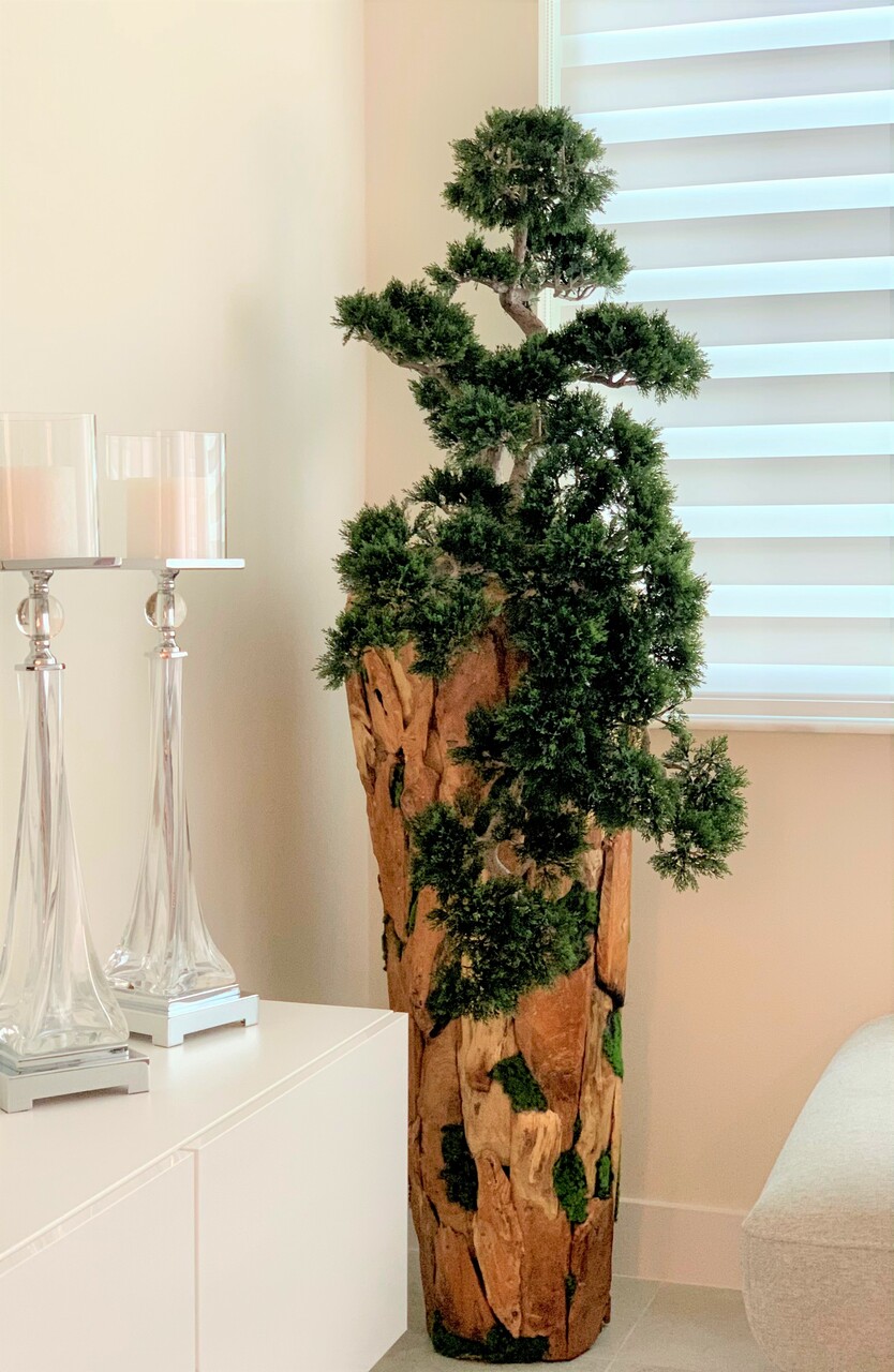 Large Trailing Cedar Bonsai on One-of-a-Kind Teak Planter