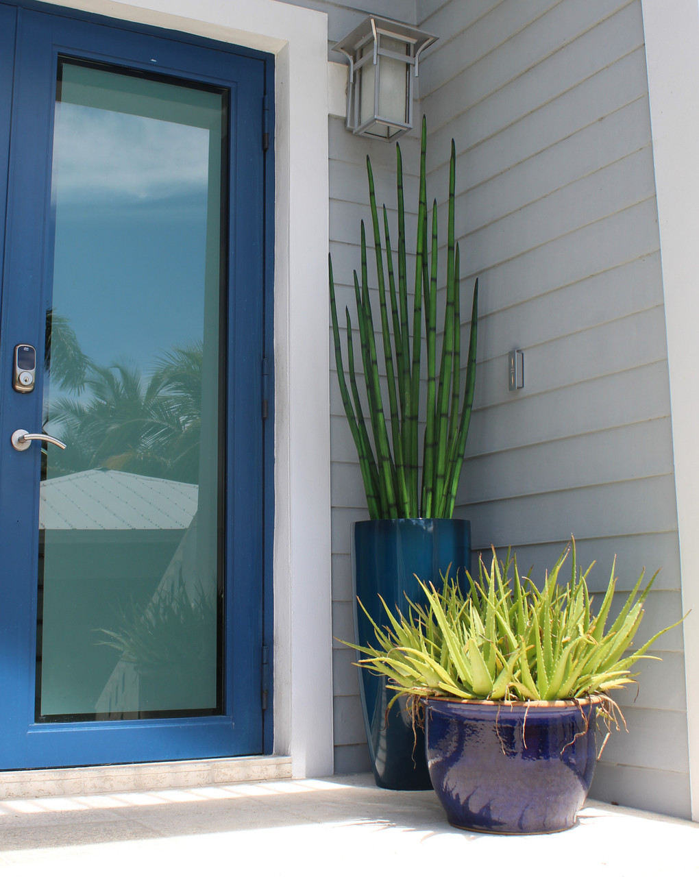 Snake grass (63″) with Dax L planter in dark teal