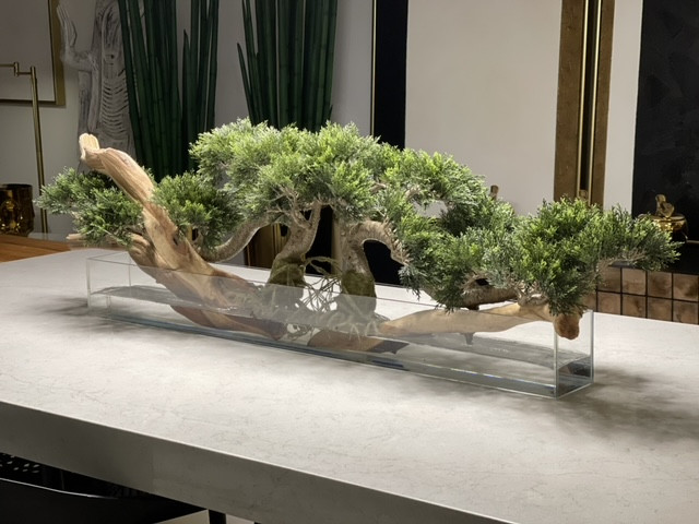 Trailing Cedar Bonsai on 36″ Glass Plate Planter